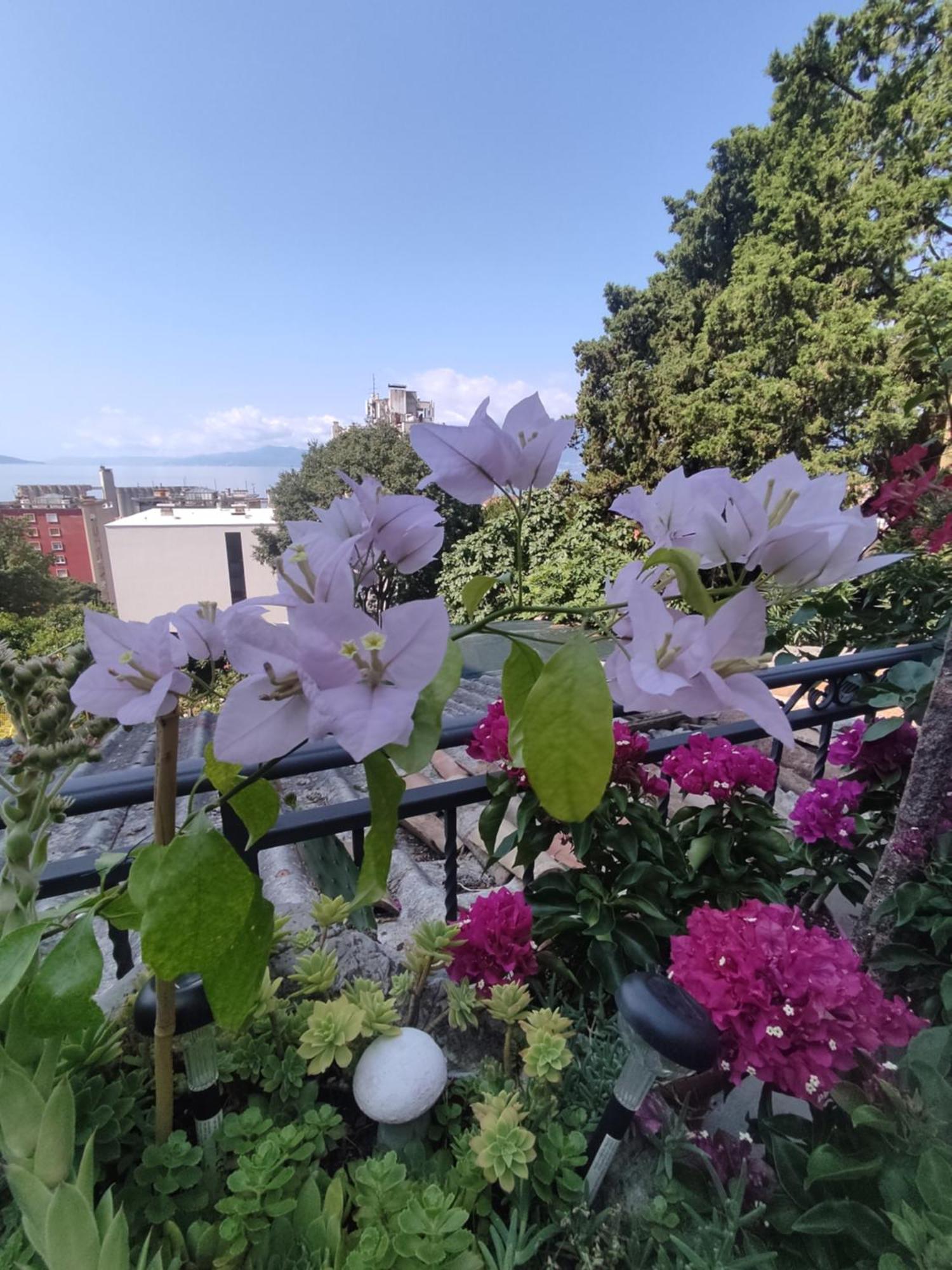 דירות Apartman Bella Vista רייקה מראה חיצוני תמונה