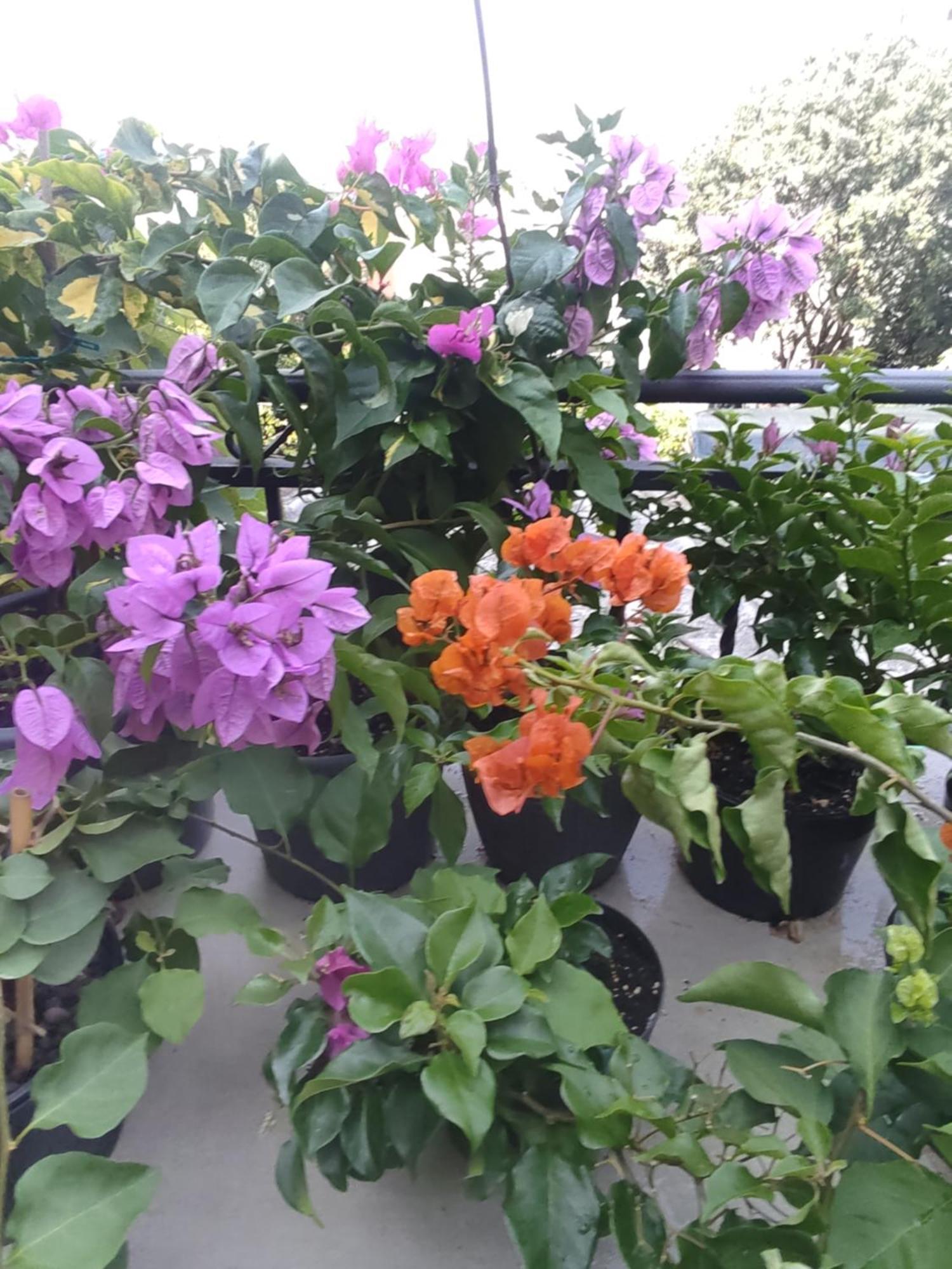 דירות Apartman Bella Vista רייקה מראה חיצוני תמונה